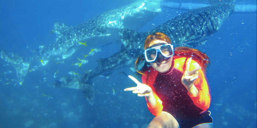 Cebu: Sumilon Sand Bar, Whale Sharks & Sardines Snorkeling - Private tour logistics: hotel pickup, drop-offs, and shared boat time