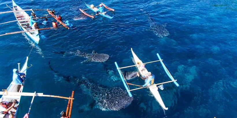 Cebu: Sumilon Sand Bar, Whale Sharks & Sardines Snorkeling - What’s included, what’s not, and what to pack