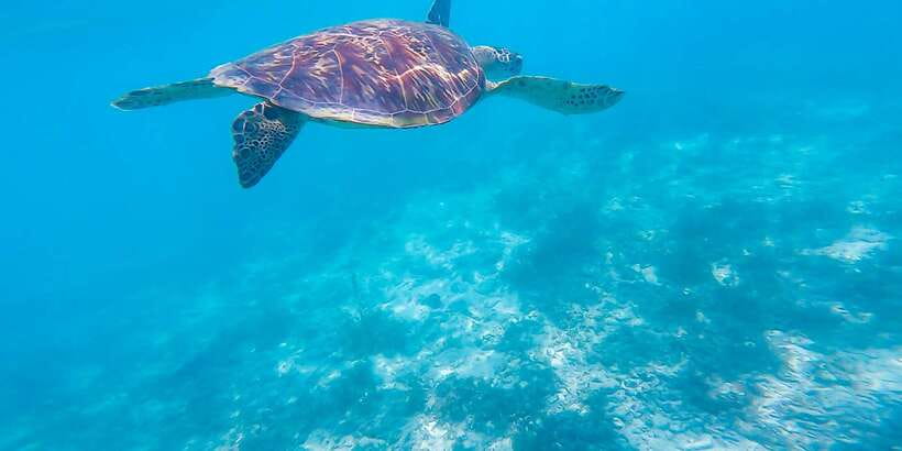 Cebu: Sumilon Sand Bar, Whale Sharks & Sardines Snorkeling - Price and value: is $126 per person worth it?