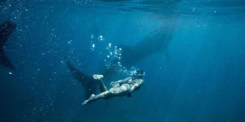 Cebu: Sumilon Sand Bar, Whale Sharks & Sardines Snorkeling - Who should book this Cebu combo tour, and who shouldn’t