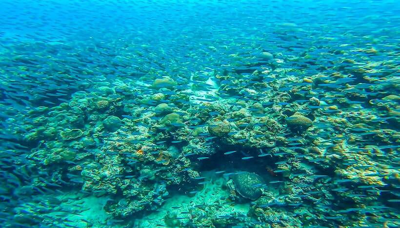 Cebu: Sumilon Sand Bar, Whale Sharks & Sardines Snorkeling - Should you book this Sumilon, whale shark, and sardines tour?