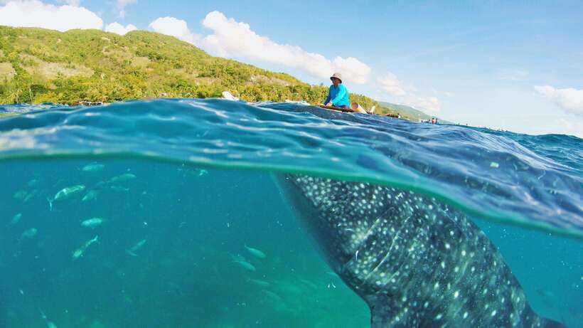 Cebu: Whale Shark Encounter and Kawasan Canyoneering - Whale Sharks First, Kawasan Canyoneering Second