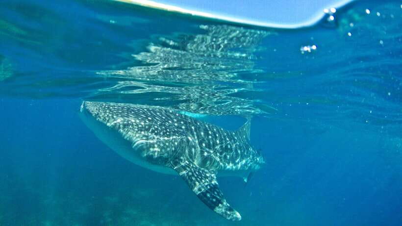 Cebu: Whale Shark Encounter and Kawasan Canyoneering - Hotel Pickup, Private Transfer Comfort, and Route Timing