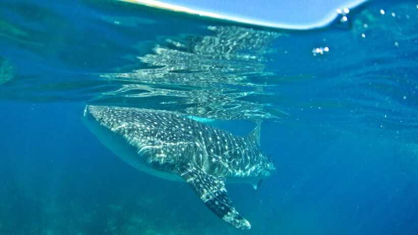 Cebu: Whale Shark Encounter and Kawasan Canyoneering - Gear and What to Bring So You Stay Comfortable