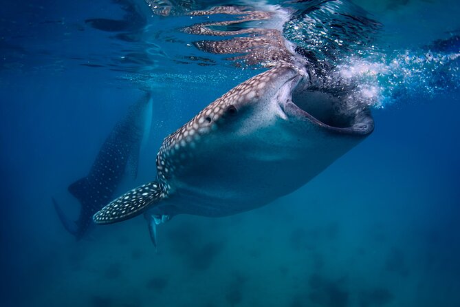 Cebu Whale Shark Encounter, Moalboal Sardines & Tumalog Falls - Key highlights at a glance