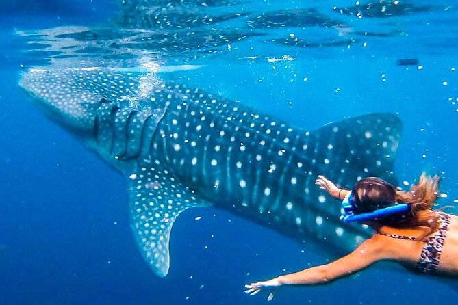 Cebu Whale Shark Encounter, Moalboal Sardines & Tumalog Falls - Why This Cebu Combo Makes Sense: Oslob, Tumalog Falls, and Moalboal