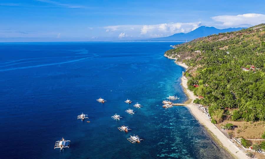 Cebu: Whale Shark, Monkey Sanctuary, & Moalboal Snorkel Tour - Who This Tour Fits Best