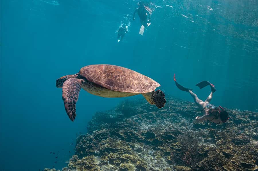 Cebu: Whale Shark, Monkey Sanctuary, & Moalboal Snorkel Tour - Cebu in One Day: Why This 3-Stop Combo Works