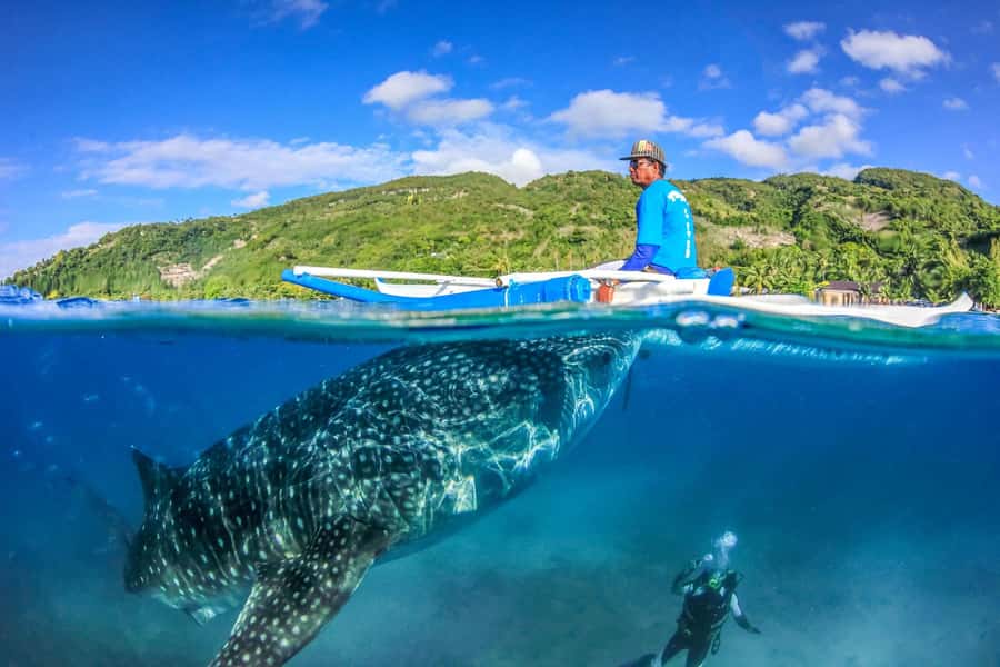 Cebu: Whale Shark, Monkey Sanctuary, & Moalboal Snorkel Tour - Included Extras That Make the Day Feel Thoughtful