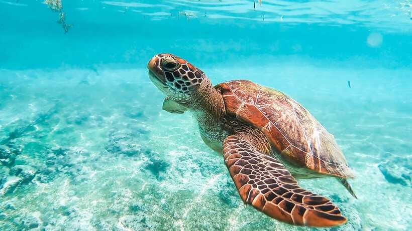 Cebu: Whale Shark, Monkey Sanctuary, & Moalboal Turtles Tour - Oslob Monkey Sanctuary: playful wildlife time with real personality