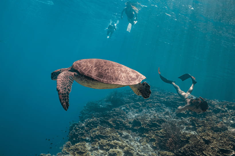 Cebu: Whale Shark, Monkey Sanctuary, & Moalboal Turtles Tour - The free GoPro rental with underwater photographer: a smart add-on, not a gimmick