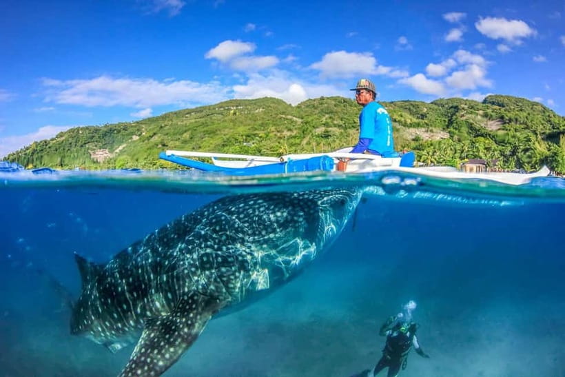 Cebu: Whale Shark, Monkey Sanctuary, & Moalboal Turtles Tour - Price and value: what $127 includes (and why that matters for a long day)