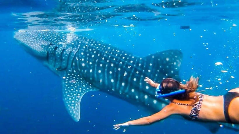 Cebu: Whale Shark, Monkey Sanctuary & Turtle Snorkeling Tour - Why This Cebu Day Hits Three Wildlife Hotspots in One Go