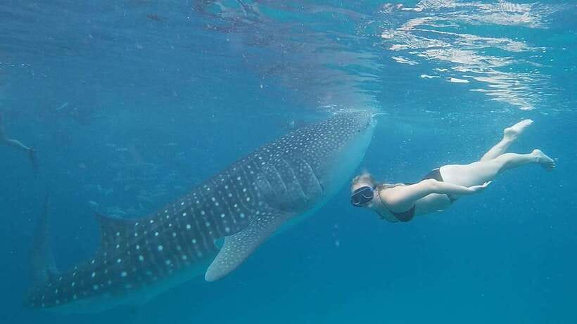 Cebu: Whale Shark, Monkey Sanctuary & Turtle Snorkeling Tour - Getting Picked Up, Beating Traffic, and Timing the Whole Day