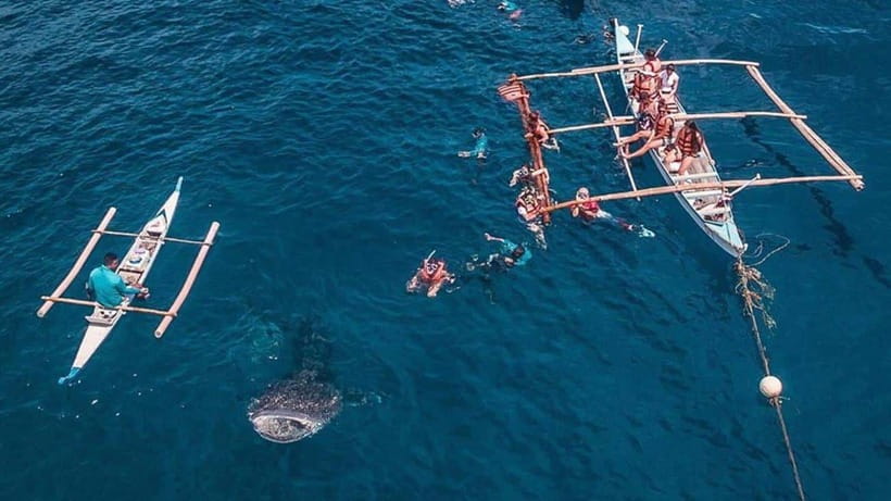 Cebu: Whale Shark, Monkey Sanctuary & Turtle Snorkeling Tour - Monkey Sanctuary: A Calm Nature Pause That Breaks Up the Day