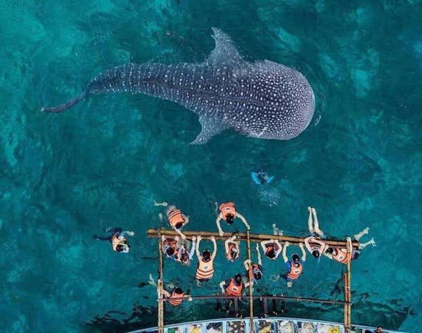 Cebu: Whale Shark, Monkey Sanctuary & Turtle Snorkeling Tour - What to Bring (So the Day Feels Easy, Not Miserable)