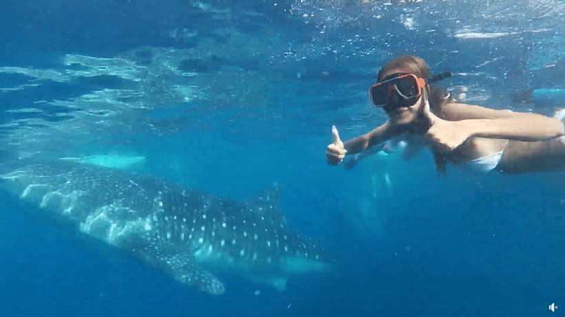 Cebu: Whale Shark Oslob and Moalboal Snorkeling Adventure - Key things to know before you go