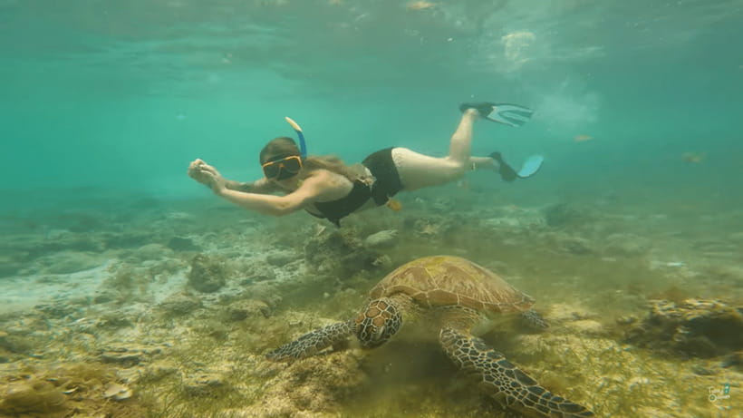 Cebu: Whale Shark Oslob and Moalboal Snorkeling Adventure - Whale Sharks and Sardines, in One Long Day of Water