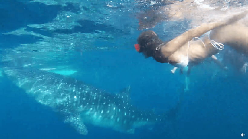 Cebu: Whale Shark Oslob and Moalboal Snorkeling Adventure - Oslob Whale Shark Swim: The Rules Make It Better