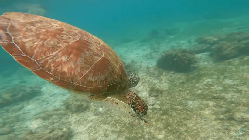Cebu: Whale Shark Oslob and Moalboal Snorkeling Adventure - Transport and Meals: How the Day Stays Manageable