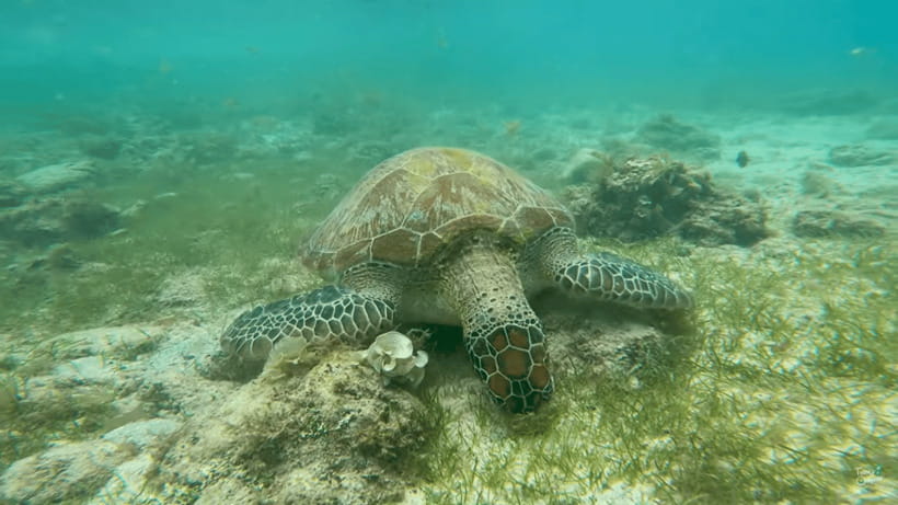 Cebu: Whale Shark Oslob and Moalboal Snorkeling Adventure - The Very Early Pickup, and Why You Should Actually Like It