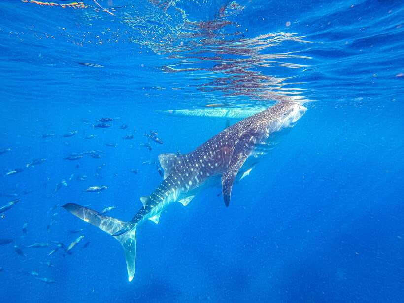 Cebu: Whale Shark Snorkeling & Kawasan Canyoning Tour - Oslob Game Plan: Gear, GoPro, and the Short Wait to Get In