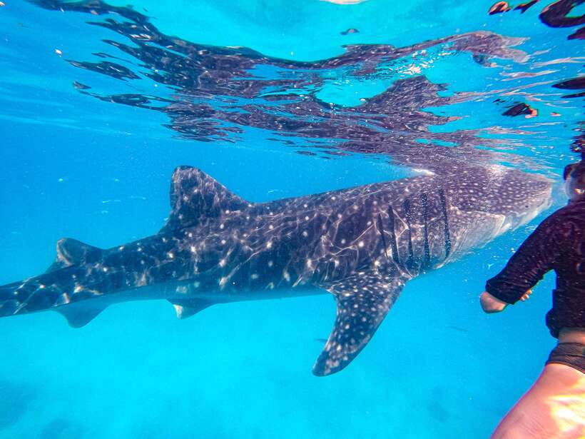 Cebu: Whale Shark Snorkeling & Kawasan Canyoning Tour - What’s Included That Actually Helps on a Water Day