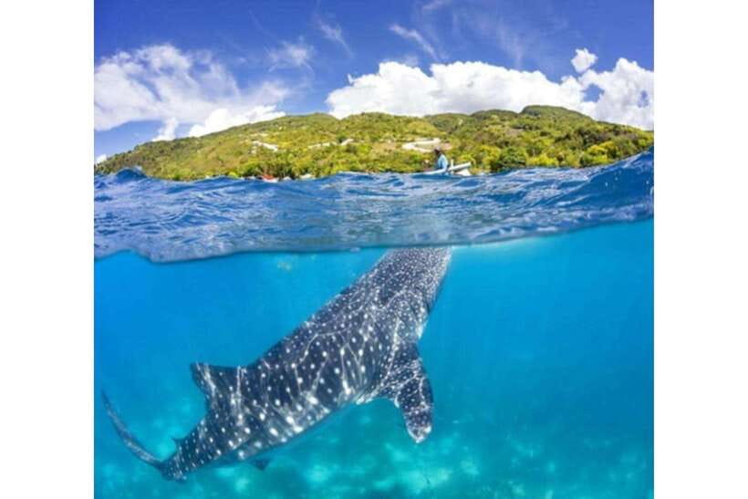 Cebu: Whale Shark Swim and Kawasan Canyoneering Group Tour - Oslob Whale Shark Swim: The Early Start That Actually Makes Sense