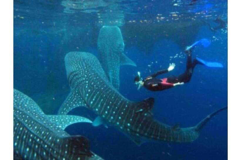 Cebu: Whale Shark Swim and Kawasan Canyoneering Group Tour - Kawasan Falls Finish: Cool Water and Photo Time