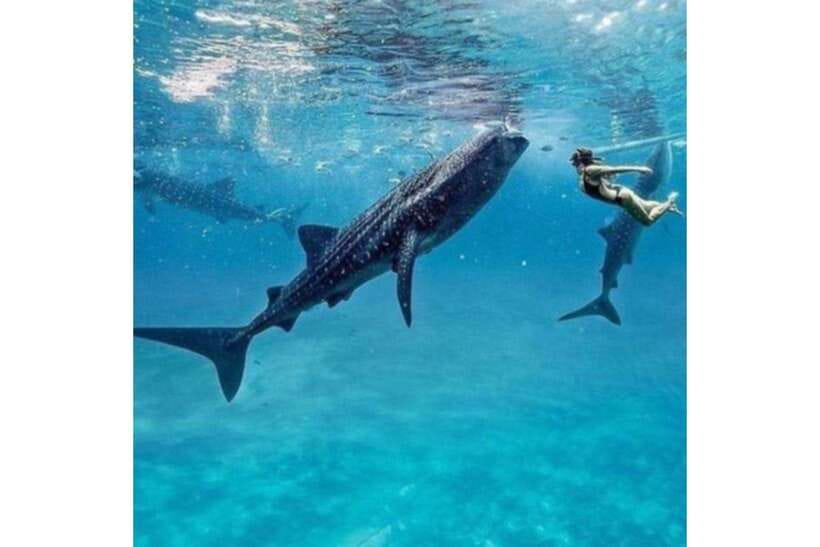 Cebu: Whale Shark Swim and Kawasan Canyoneering Group Tour - The Oslob Break and Breakfast Window