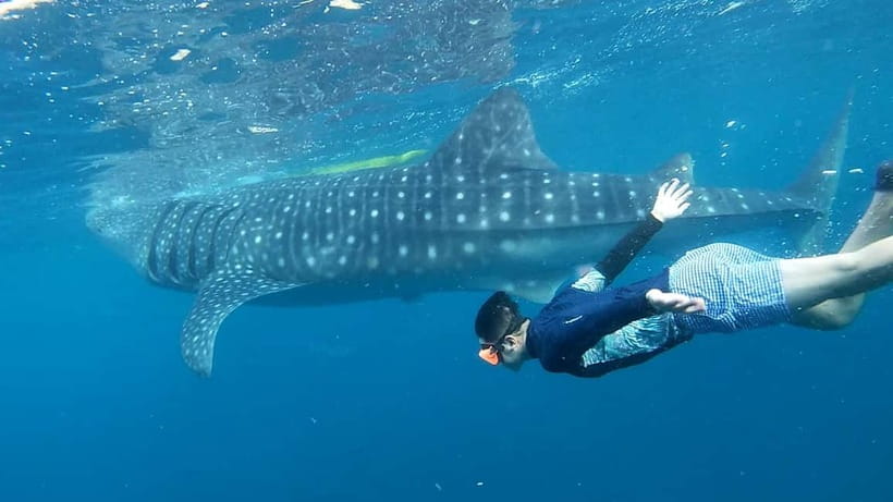 Cebu: Whale Shark Swim and Kawasan Canyoneering Tour - Sunrise Whale Sharks in Oslob, and Why the Early Pickup Matters