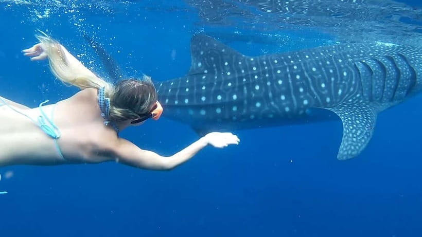 Cebu: Whale Shark Swim and Kawasan Canyoneering Tour - Packing for Water Day, Sunscreen, and What Actually Helps