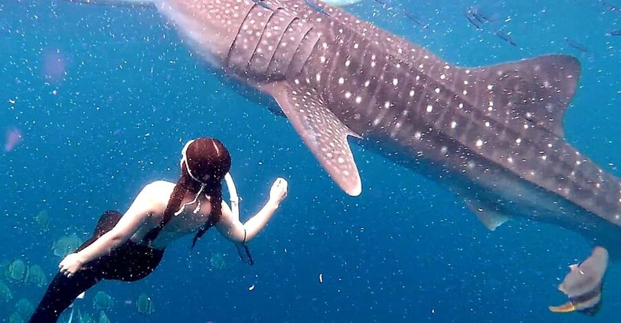 Cebu: Whale Shark Swim and Kawasan Canyoneering Tour - The Optional Zip Line, and How It Changes the Route