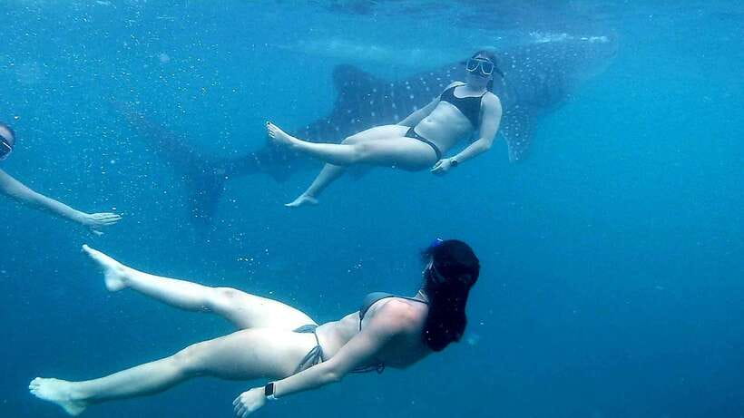 Cebu: Whale Shark Swim, Kawasan Falls & Moalboal Sardine Run - Key highlights to know before you go