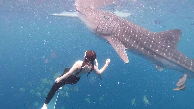 Cebu: Whale Shark Swim, Kawasan Falls & Moalboal Sardine Run - FAQ