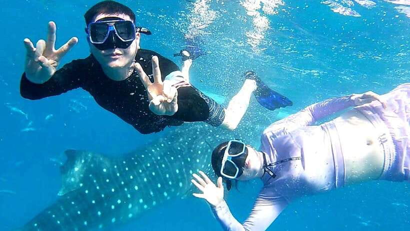 Cebu: Whale Shark Swim, Kawasan Falls & Moalboal Sardine Run - Moalboal sardine run and Turtle Point: snorkeling gear, sea turtles, and fast-moving fish