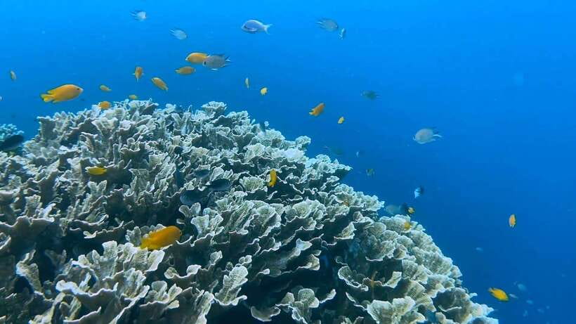Cebu: Whale Shark Swim, Kawasan Falls & Moalboal Sardine Run - Your day on the road: pickup times, private vehicle, and pacing