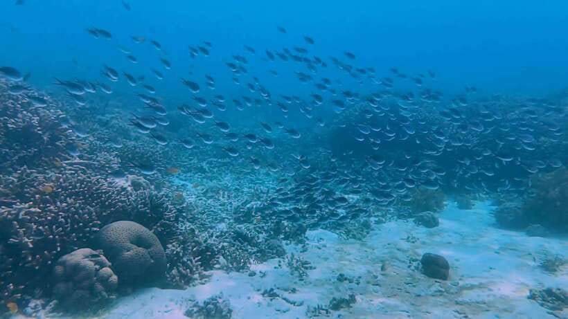 Cebu: Whale Shark Swim, Kawasan Falls & Moalboal Sardine Run - What’s included, what’s not, and how to pack smart