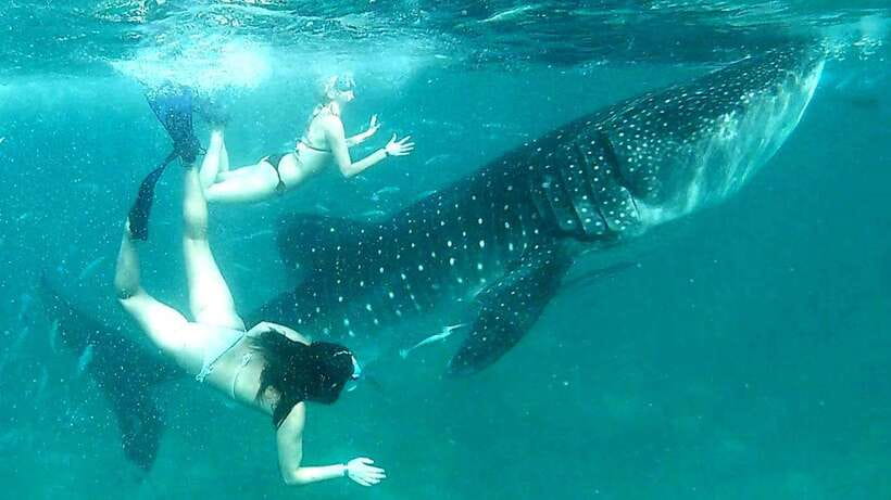 Cebu: Whale Shark Swim, Kawasan Falls & Moalboal Sardine Run - Kawasan Falls in Badian: helmet, aqua shoes, and that cool swim