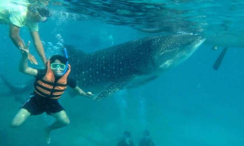 Cebu: Whale Shark Swimming, Sumilon Island and Kawasan Falls - One Day, Three South Cebu Icons (and why it works)