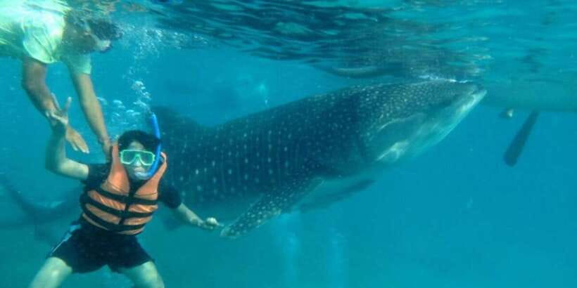 Cebu: Whale Shark Swimming, Sumilon Island and Kawasan Falls - Who This Trip Fits Best (and who should skip it)