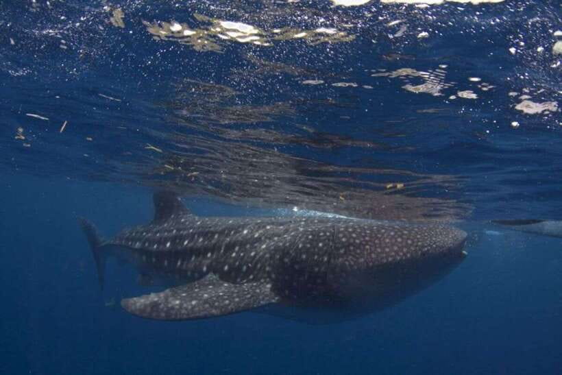Cebu: Whale Shark Swimming, Sumilon Island and Kawasan Falls - Whale Sharks at Oslob: What You See, How Snorkeling Fits In, and Crowd Reality