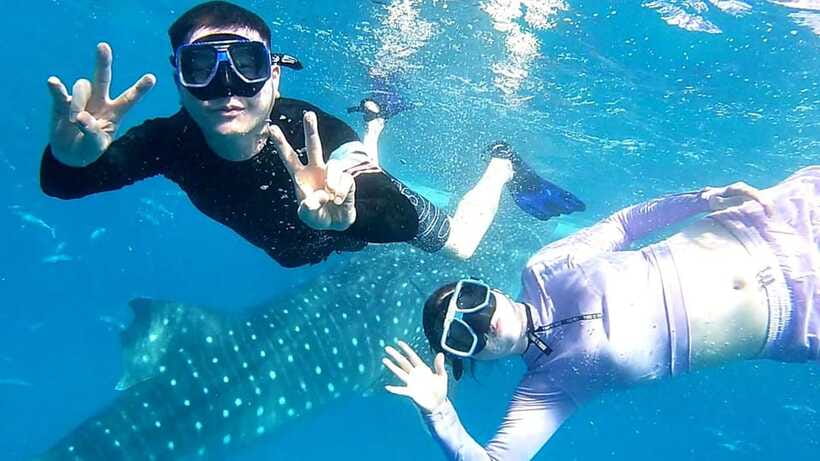 Cebu: Whale Shark, Tumalog Waterfall, and Moalboal Tour - Moalboal Snorkeling: Sardine Run Moves, Sea Turtles Gliding