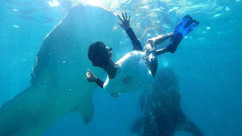 Cebu: Whale Shark, Tumalog Waterfall, and Moalboal Tour - Oslob Early Pickup: What the Whale Shark Swim Feels Like