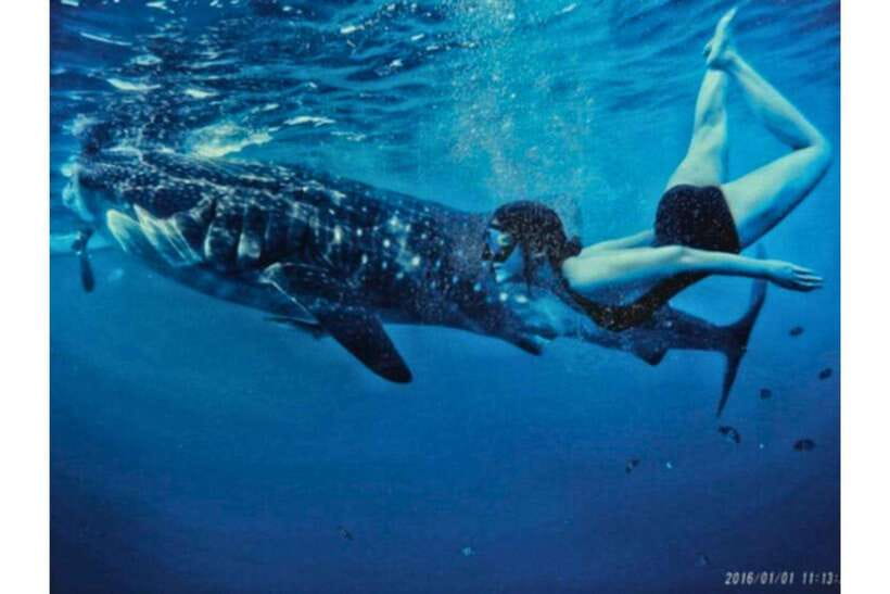 Cebu:Whale Shark, Waterfall, and Sardine Run Group Tour+Meal - Price and Value: What $107 Covers, and What You Still Need to Pay