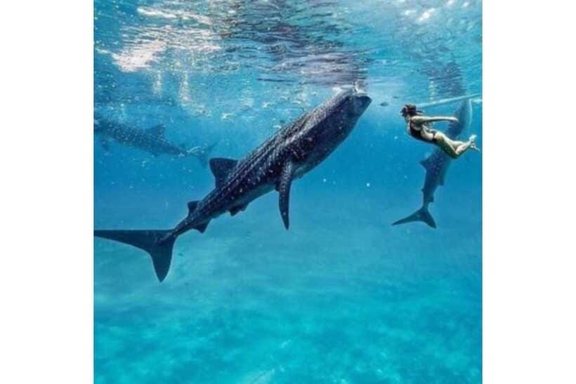 Cebu:Whale Shark, Waterfall, and Sardine Run Group Tour+Meal - Who Should Book This Tour, and Who Should Skip It