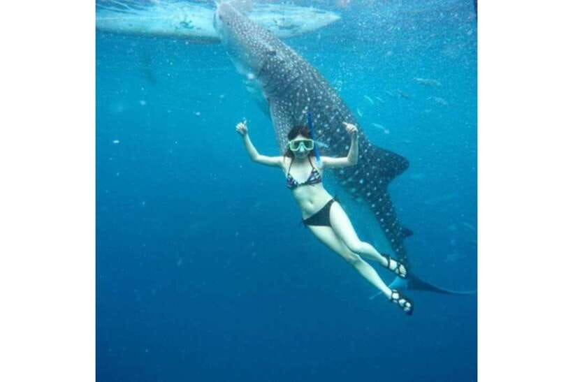 Cebu:Whale Shark, Waterfall, and Sardine Run Group Tour+Meal - Should You Book This Cebu Whale Shark, Falls, and Sardine Run Day?