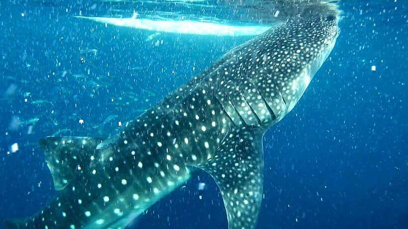Cebu: Whale Sharks, Ka-Treasure Water Terraces & Simala Tour - Key points to know before you go