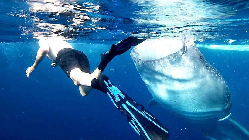 Cebu: Whale Sharks, Ka-Treasure Water Terraces & Simala Tour - The 2:00 AM to 3:00 AM start, plus 12-14 hours of motion