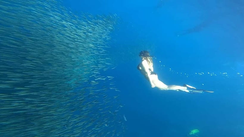 Cebu: Whale Sharks, Kawasan Falls, & Sardines Run Snorkeling - Whale shark viewing in Oslob: early start, real rules, and a crowded viewing point